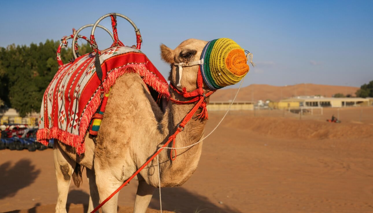 Into the Silent Sands Experiencing Dubai’s Hidden World Beyond the City