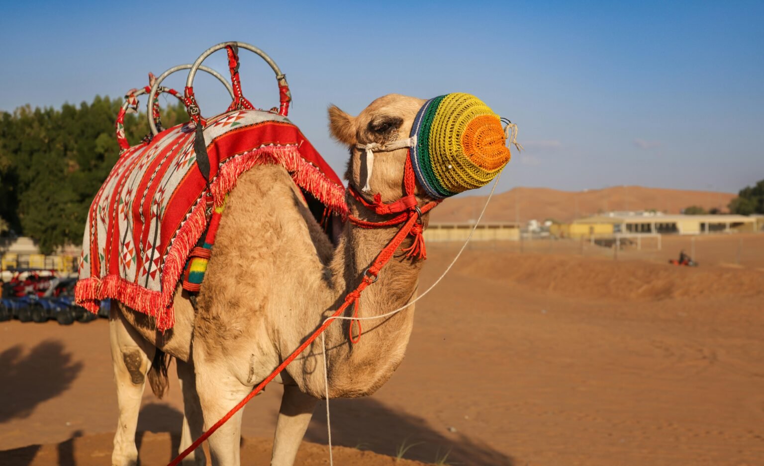 Into the Silent Sands Experiencing Dubai’s Hidden World Beyond the City