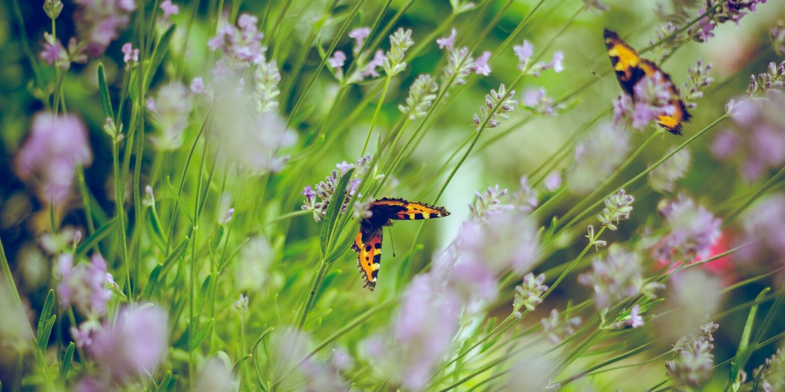 Dubai Butterfly Garden