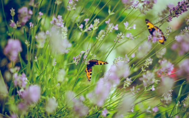 Dubai Butterfly Garden