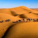 Camels in the desert under a blue sky