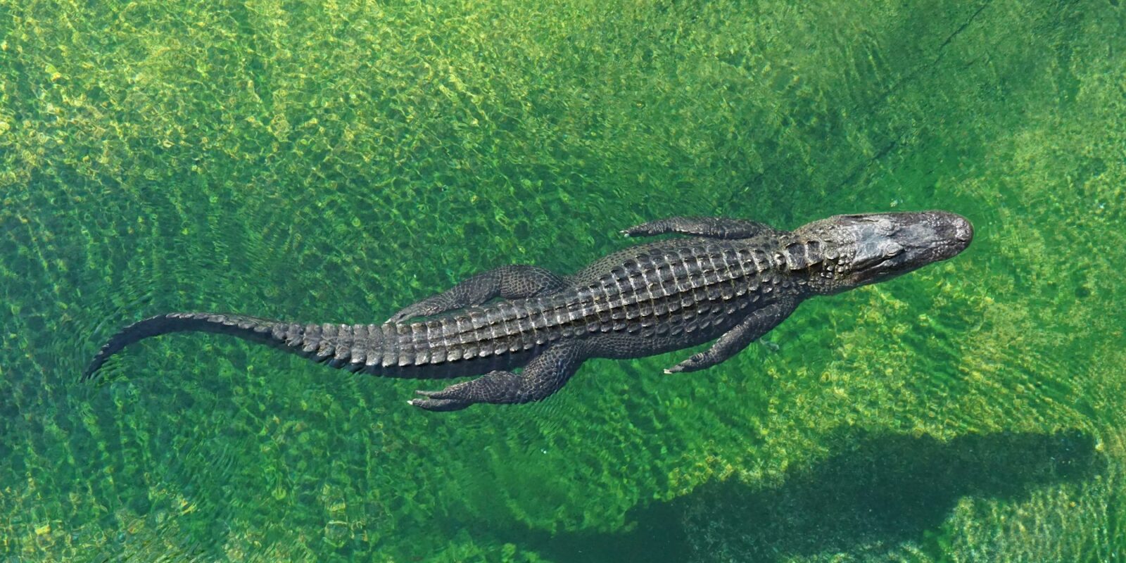 Dubai Crocodile Park