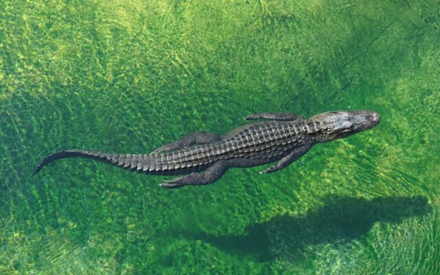 Dubai Crocodile Park