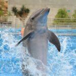 Dolphin jumping out of the water