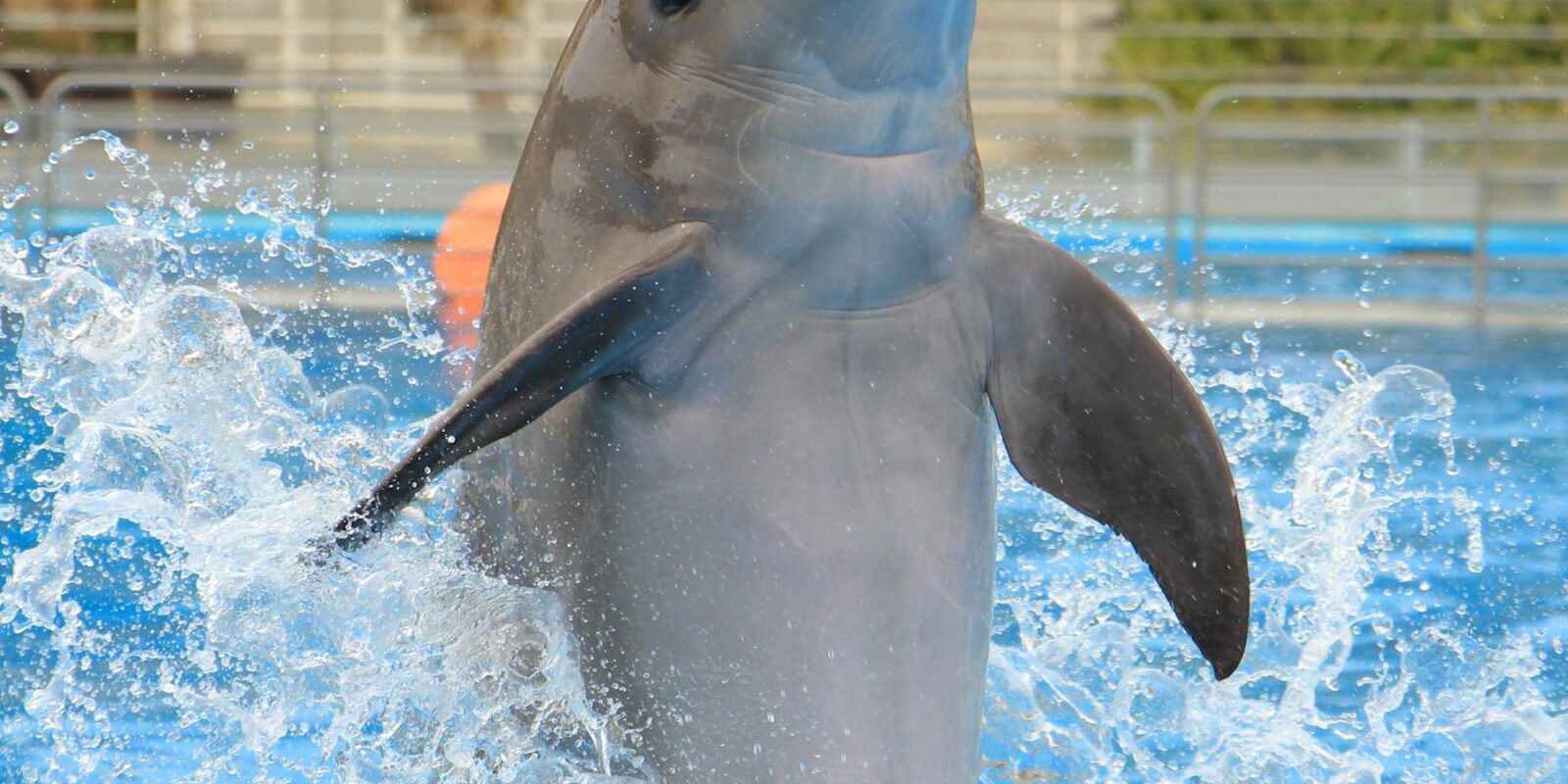 SeaWorld Abu Dhabi