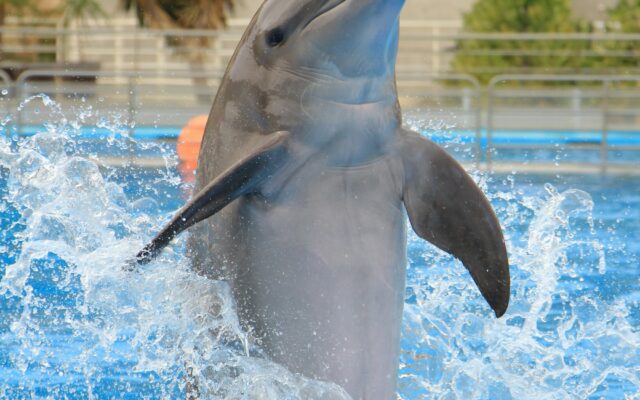 SeaWorld Abu Dhabi