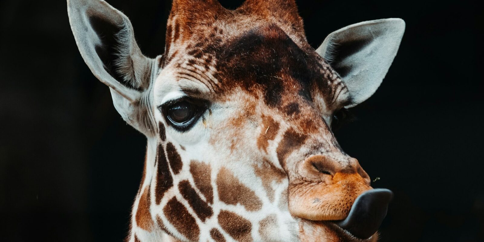 Al Ain Zoo