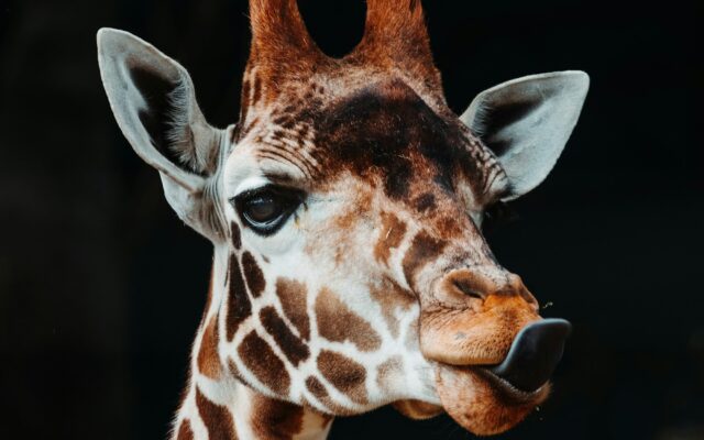 Al Ain Zoo