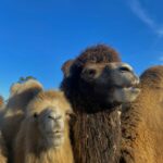 Group of camels standing together