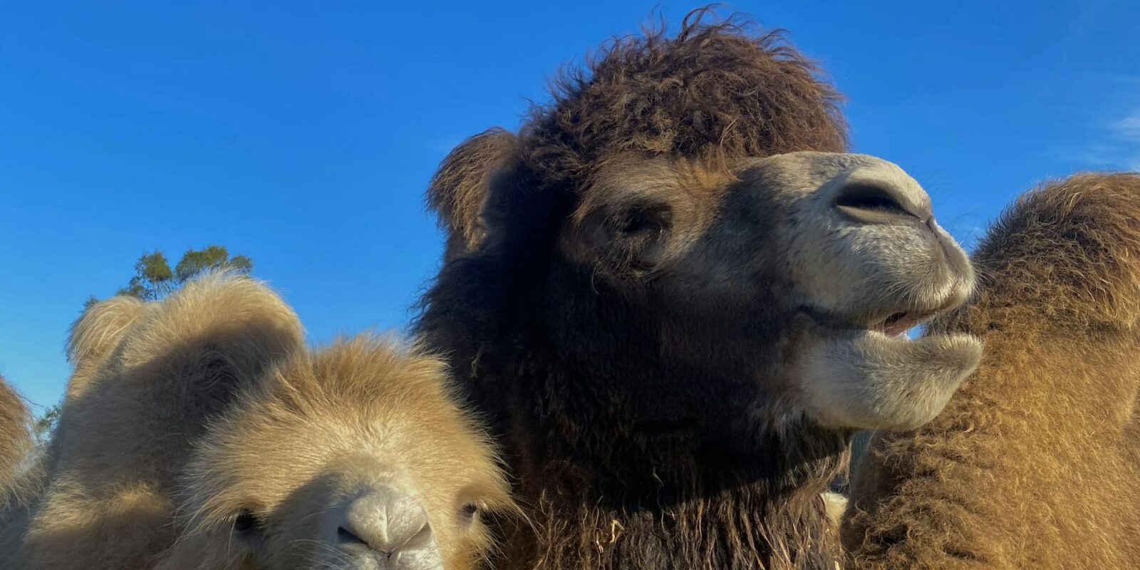 Camel Farm Visit and Camel Ride