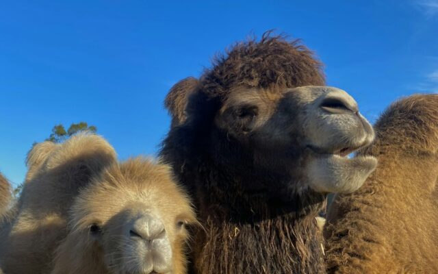 Camel Farm Visit and Camel Ride