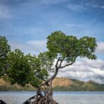 Mangrove roots in calm water
