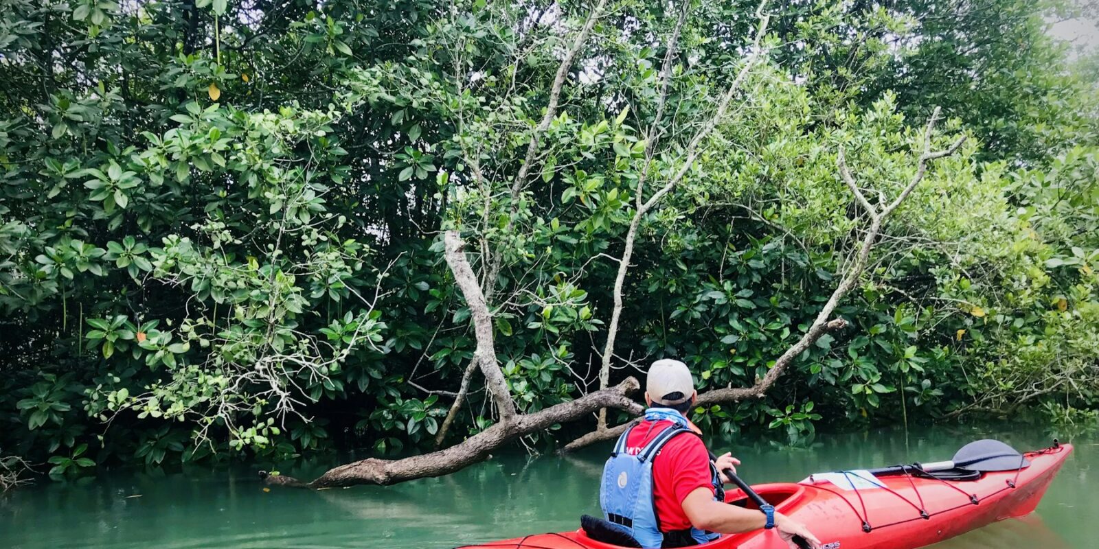 Mangrove Kayaking Abu Dhabi