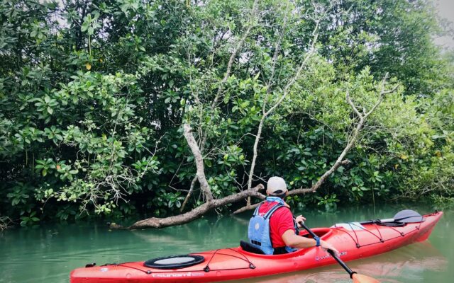 Mangrove Kayaking Abu Dhabi