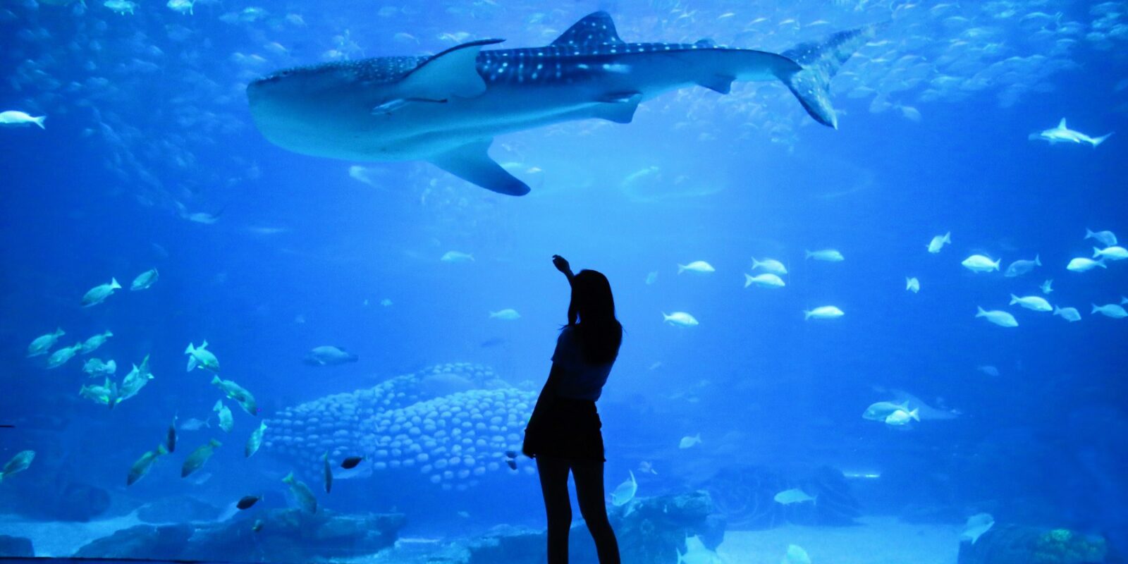 Dubai Aquarium and Underwater Zoo
