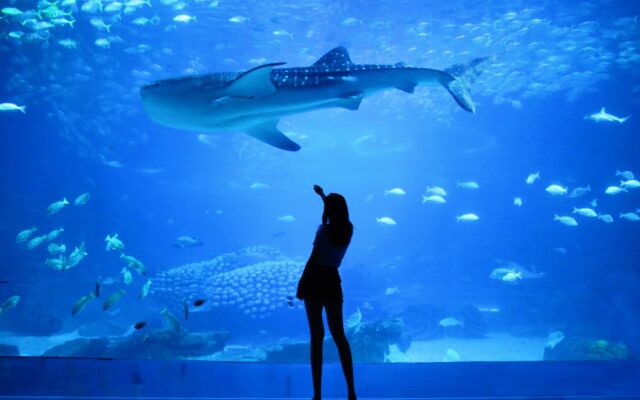 Dubai Aquarium and Underwater Zoo