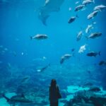 Woman watching a shoal of fish in an aquarium